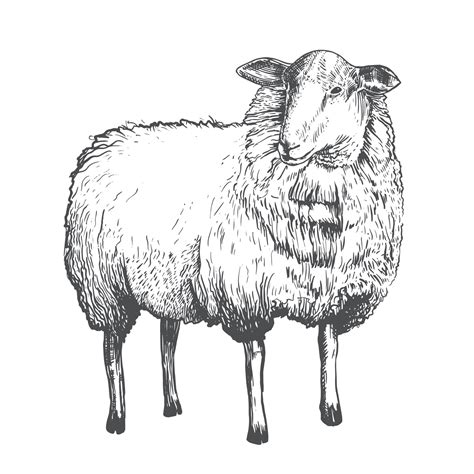 Vector Drawing Of A Sheep Vintage Realistic Sheep Drawing Engraving