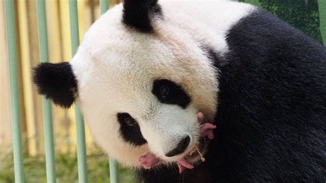 Giant Panda Twins Born In French Zoo Bbc News