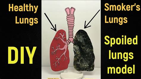 Smokers Lungs Model Spoiled Lungs Model Health Awareness Model Drug Awareness Model Diy