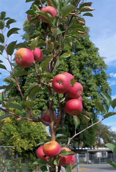 How To Grow An Apple Tree From Seeds Out Of An Apple Information