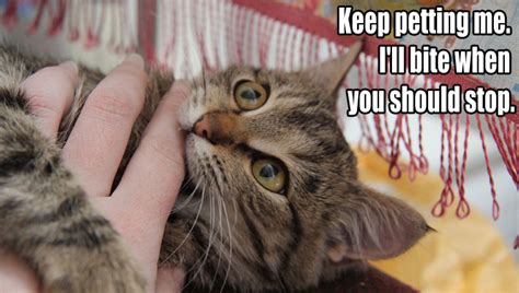 10 Things Your Cat Has Been Meaning To Tell You Cattime