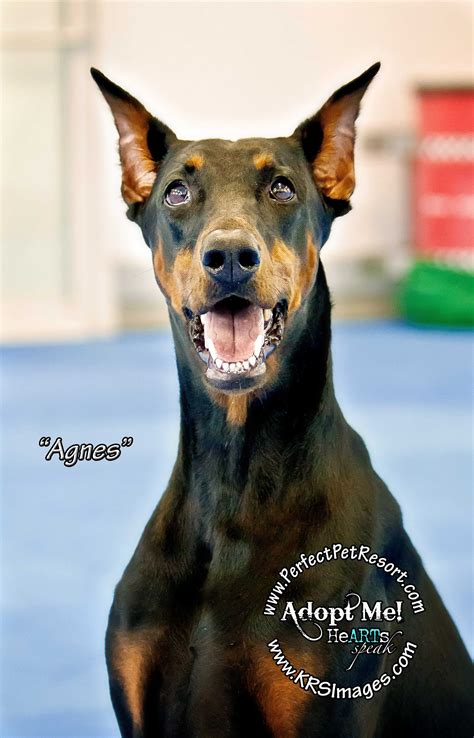 Agnes Is A Very Elegant 4 Year Old Doberman Who Is Looking For Her