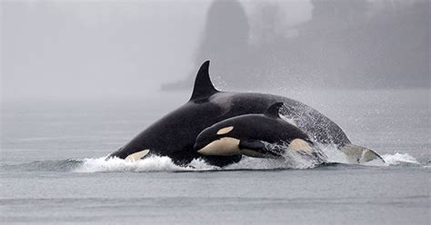 Only 72 Endangered Southern Resident Orcas Remain To Survive These