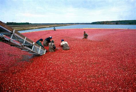 Massachusetts Is The 2nd Largest Cranberry Producer Cranby