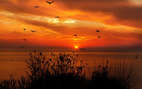 Ocean Sky Birds Flying Towards Sunset 4k Wallpaperhd Nature Wallpapers