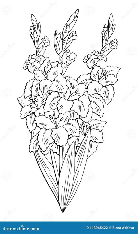 Gladiolus Flower Graphic Black White Isolated Bouquet Sketch