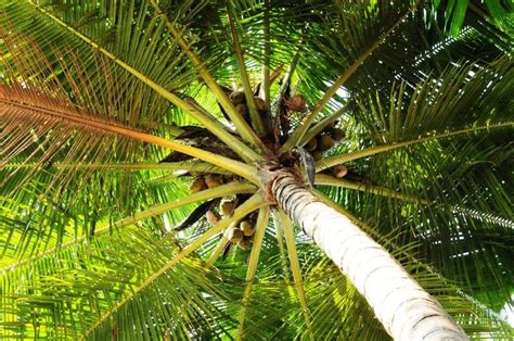 Root System Of Palm Trees Studiousguy