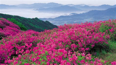Bright Pink Flowers In The Mountains Hd Desktop Wallpaper Widescreen