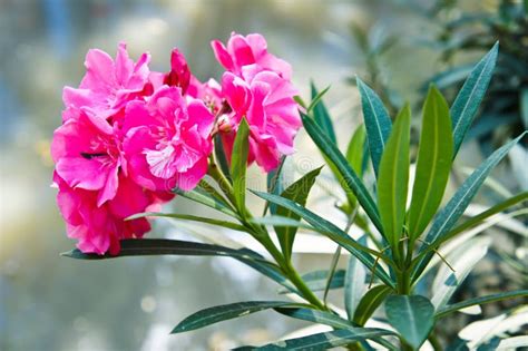 Sweet Oleander Stock Image Image Of Flower Pink Petal 28819339