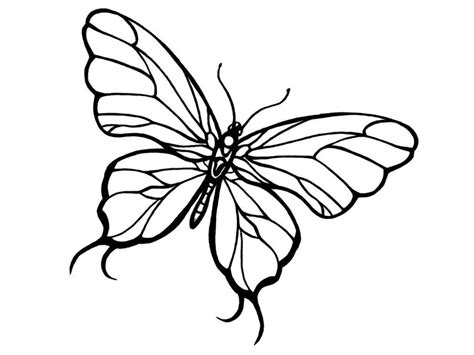 Imagenes Para Colorear De Mariposa Dibujos De Mariposas Para Colorear