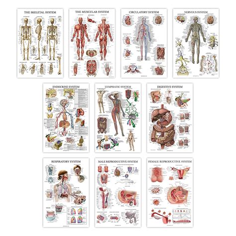Palace Learning Muscular And Skeletal System Anatomical Poster Set