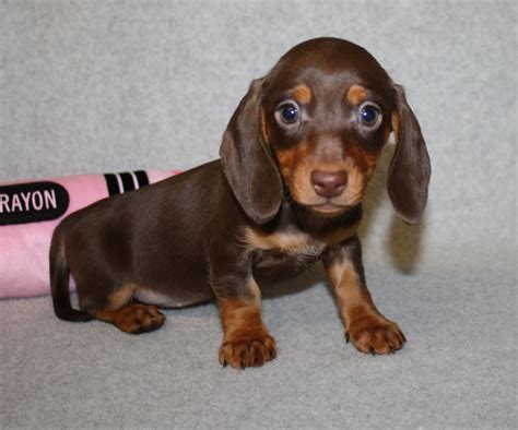 Miniature dachshund puppies for sale (sausage dogs). Miniature Dachshund NC Miniature Dachshunds NC AKC ...