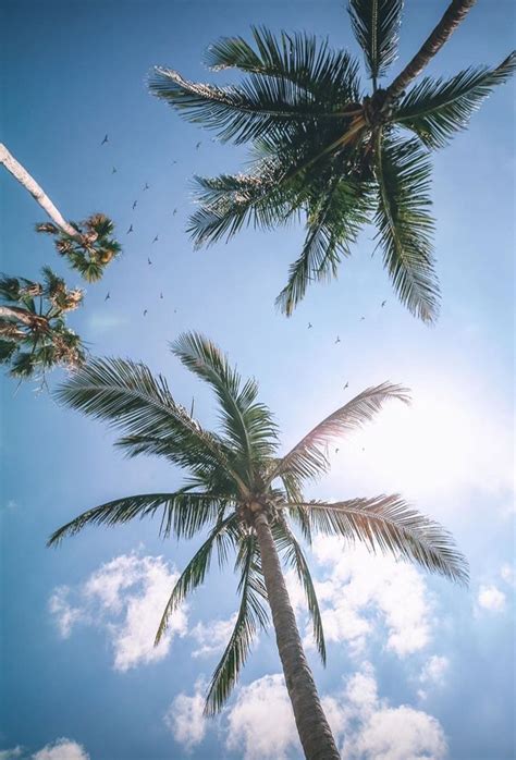 Photography Beach In 2020 Sky Aesthetic Palm Trees