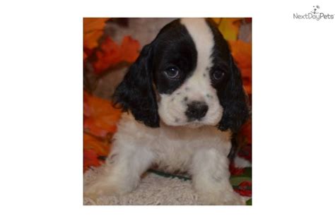 Cuttinbluefarms has puppies for sale on akc puppyfinder. AKC FEMALE BLACK PARTI COCKER SPANIEL PUPPY | Cocker ...