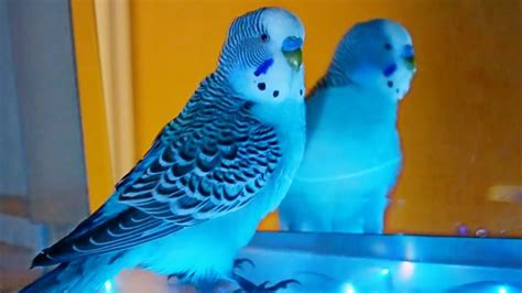 Music For Budgies To Dance Budgie Sounds Compilation Youtube