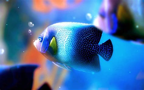 Most Beautiful Blue Fish Hd Wallpapers Fish Wallpaper