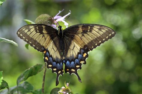 Female Eastern Tiger Swallowtails Papilio Celeste S Nature