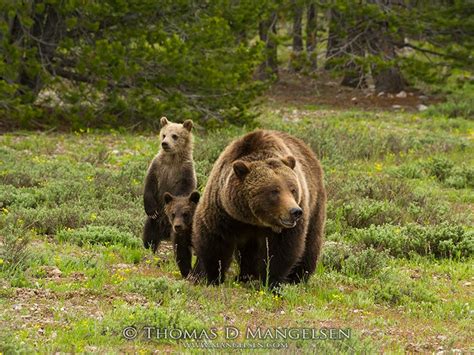 Protecting Grizzly Bears In The Greater Yellowstone Ecosystem