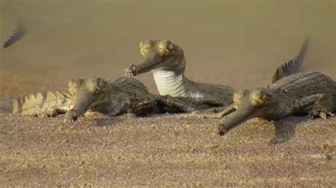 Crocodilian Superdads Gharial On The Chambal River In North India By Dr