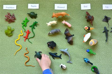 Montessori Science, Montessori Books, Montessori Education, Montessori