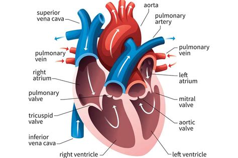 Human Heart Circulatory System Diagram Chart Cool Wall Decor Art Print