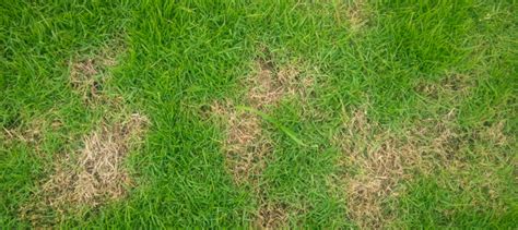 Hidden Causes Of Browning Lawns Daves Garden