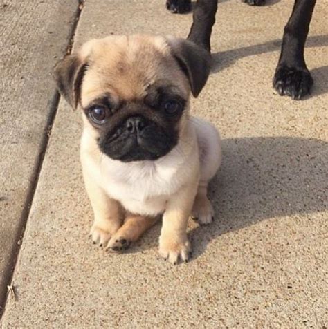 15 Of The Cutest Pug Puppies To Brighten Your Day 15