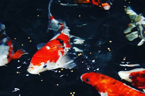 How Fast Do Koi Fish Grow With Chart