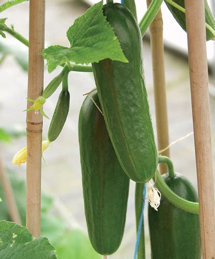 How To Grow Cucumbers From Seed Johnnys Selected Seeds