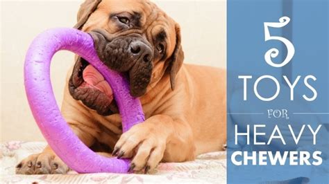 Best Dog Toys For Heavy Chewers 5 Durable Choices And A