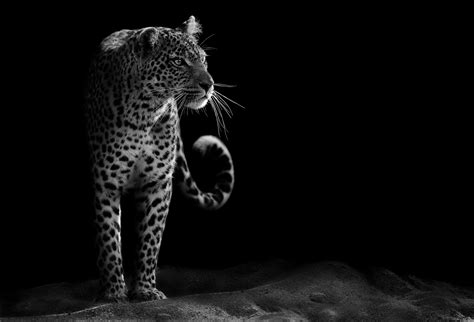 3888x2592 Leopard 1080p High Quality Coolwallpapersme