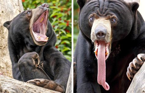 There is not one but many theories that explain what causes yawning. 6 Ways to Avoid Yawning When You Need To (So You Don't ...