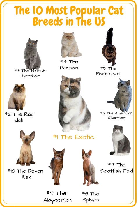 The Most Popular Cat Breeds In The U S Infographical Poster For Cats