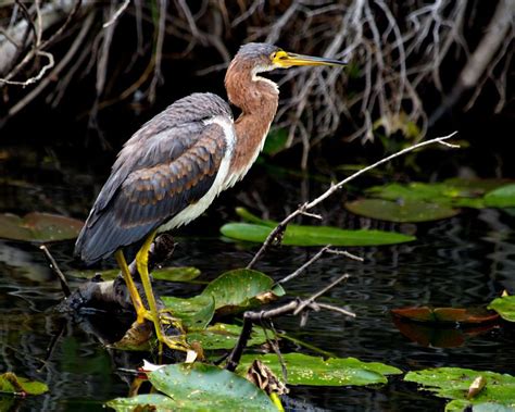The Tricolored Heron More Than Just A Pretty Face