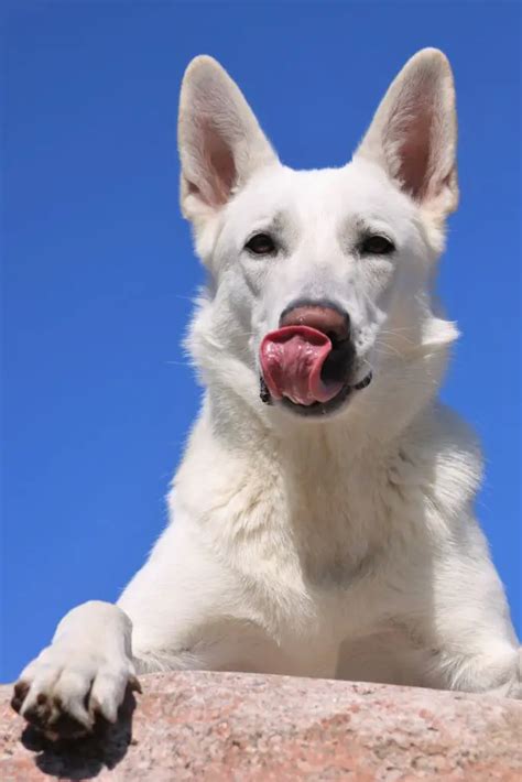 White German Shepherd Dog Amazing Facts Petshoper