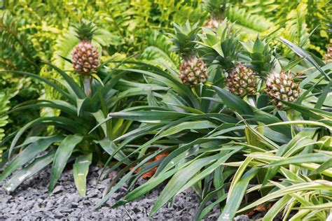 Where To Buy A Pineapple Plant? (2021)