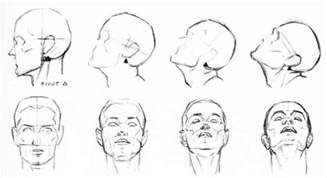 Human Head Anatomy Drawing At Explore Collection