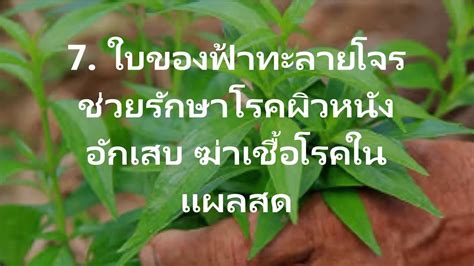 We did not find results for: Thai Thairath: ฟ้าทะลายโจร สรรพคุณ