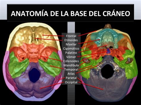 Base Del Craneo Anatomia