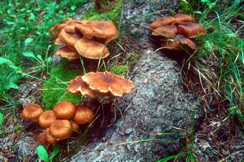 Honey Fungus Sign Of Impending Tree Death By Root Rot Due To Armillaria