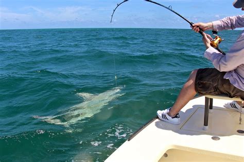 Shark Fishing Miami