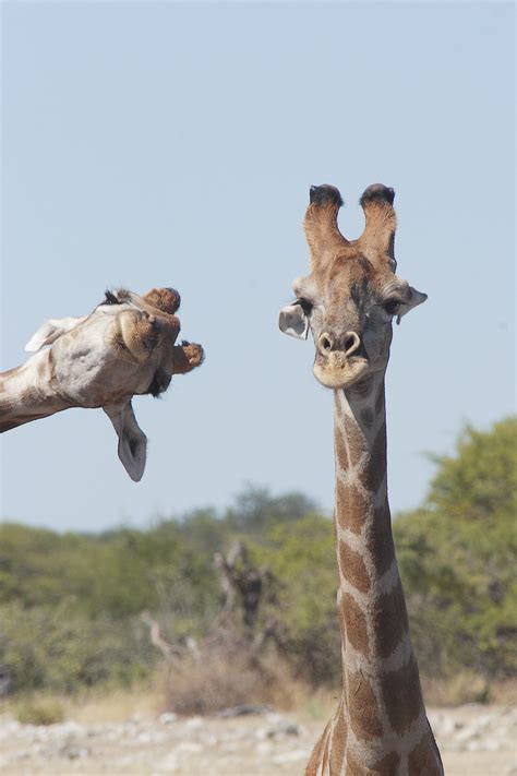 Hilarious Finalists Of The Comedy Wildlife Photography Awards