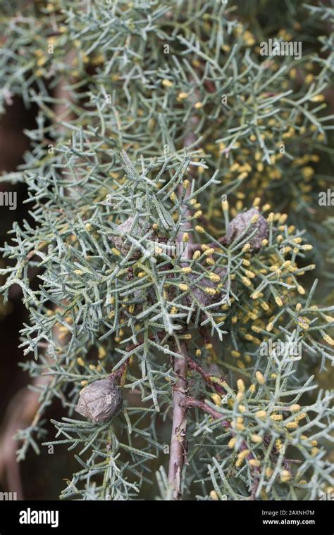 Cupressus Arizonica ‘raywoods Weeping Arizona Cypress Tree Stock