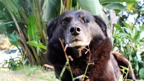 Free Images Grass Puppy Fauna Vertebrate Labrador Retriever Dog