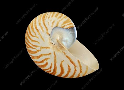 Chambered Nautilus Shell Stock Image C0132025 Science