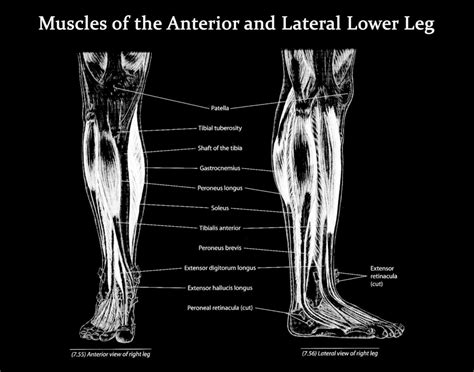 Muscles Of The Lower Leg Anterior And Lateral View Art Print Poster