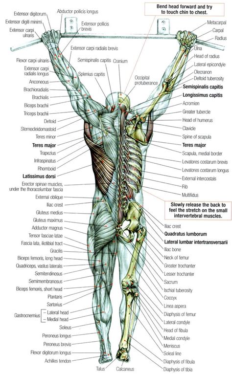 Learn all muscles with quizzes and labeled diagrams kenhub. Back-muscles | Anatomy & Physiology | Pinterest