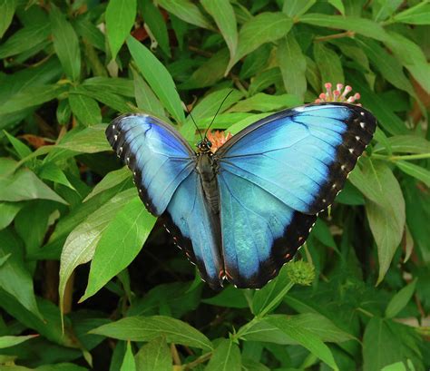 Peleides Blue Morpho Butterfly Photograph By Emmy Marie