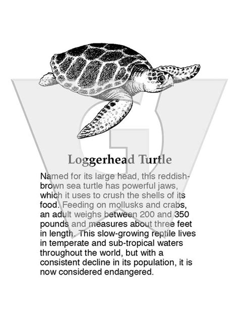 Loggerhead Turtle Wilderness Graphics Inc