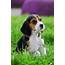 Beagle Dog Breed Information  Continental Kennel Club